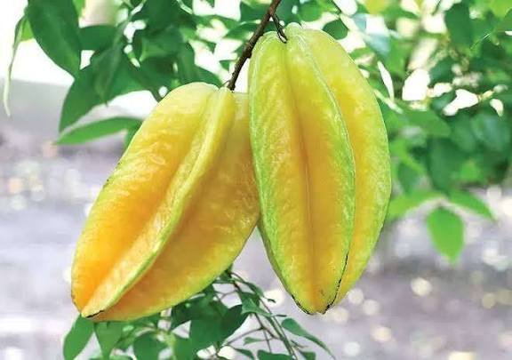 11 Manfaat Belimbing yang Penting untuk Kesehatan Tubuh