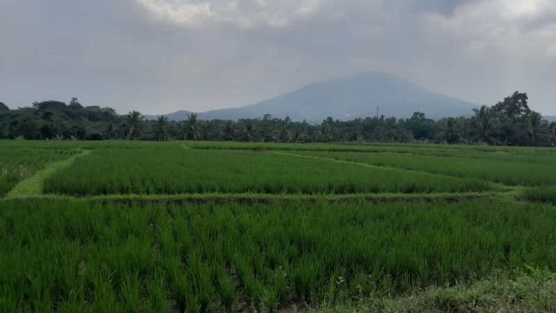 PRODUKSI PADI PANDEGLANG LEBIHI TARGET